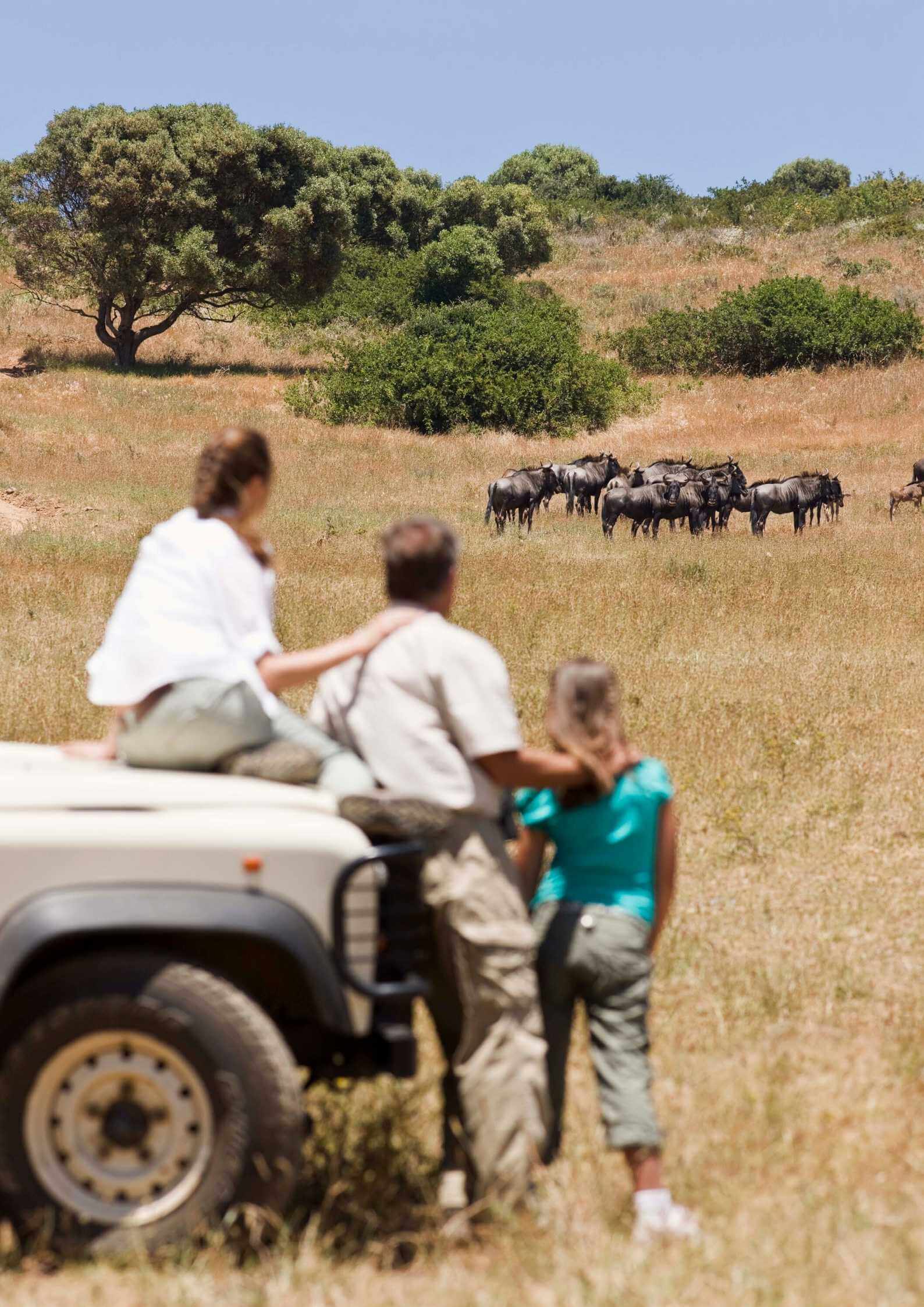 Family safari 5 family safari Tanzania