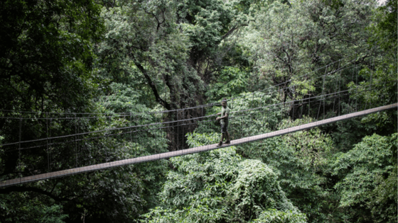 Lake Manyara canopy Treetop walkway
