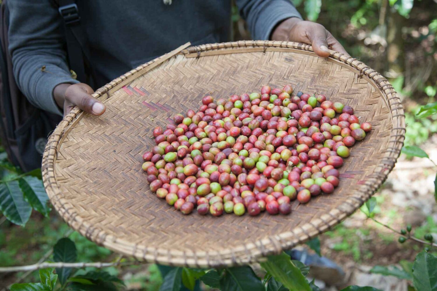 Coffee Tour Tanzania