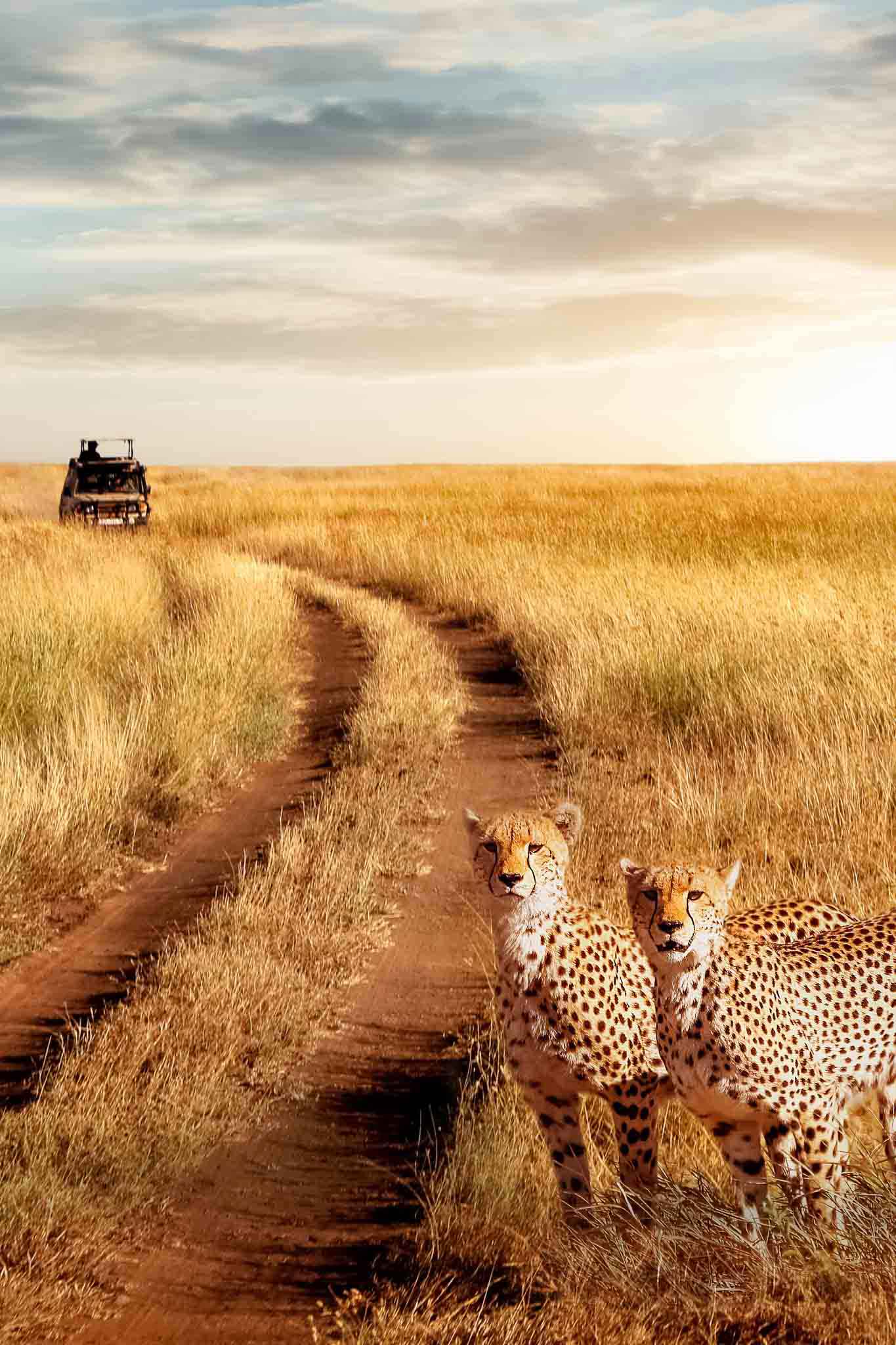 Cheetahs in serengeti