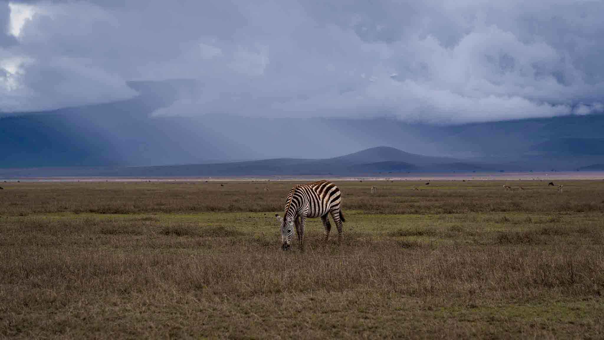 Arusha Trips about us zebra, ngorongoro, crater, tanzania