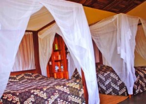 Olea africana karatu lodge, Tanzania