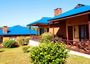 Olea africana karatu lodge, Tanzania