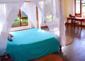 Olea africana karatu lodge, Tanzania