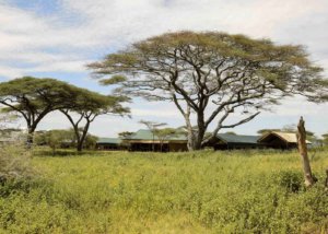 tingitana tented camp, serengeti, tanzania