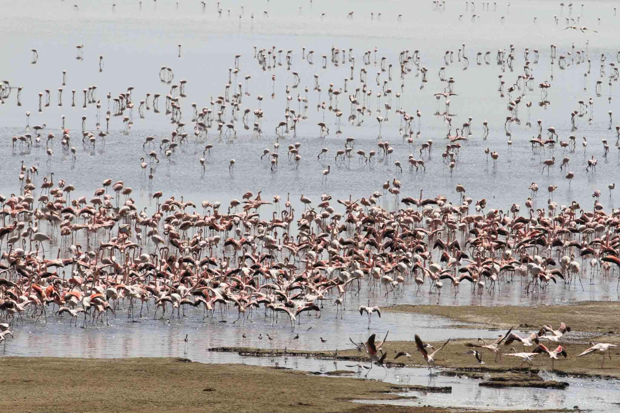 Lake Manyara National Park flamingos