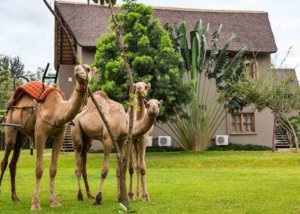Weru Weru River Lodge