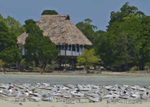 Fish Eagle Point Tanzania