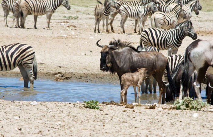 Calving Season Ndutu
