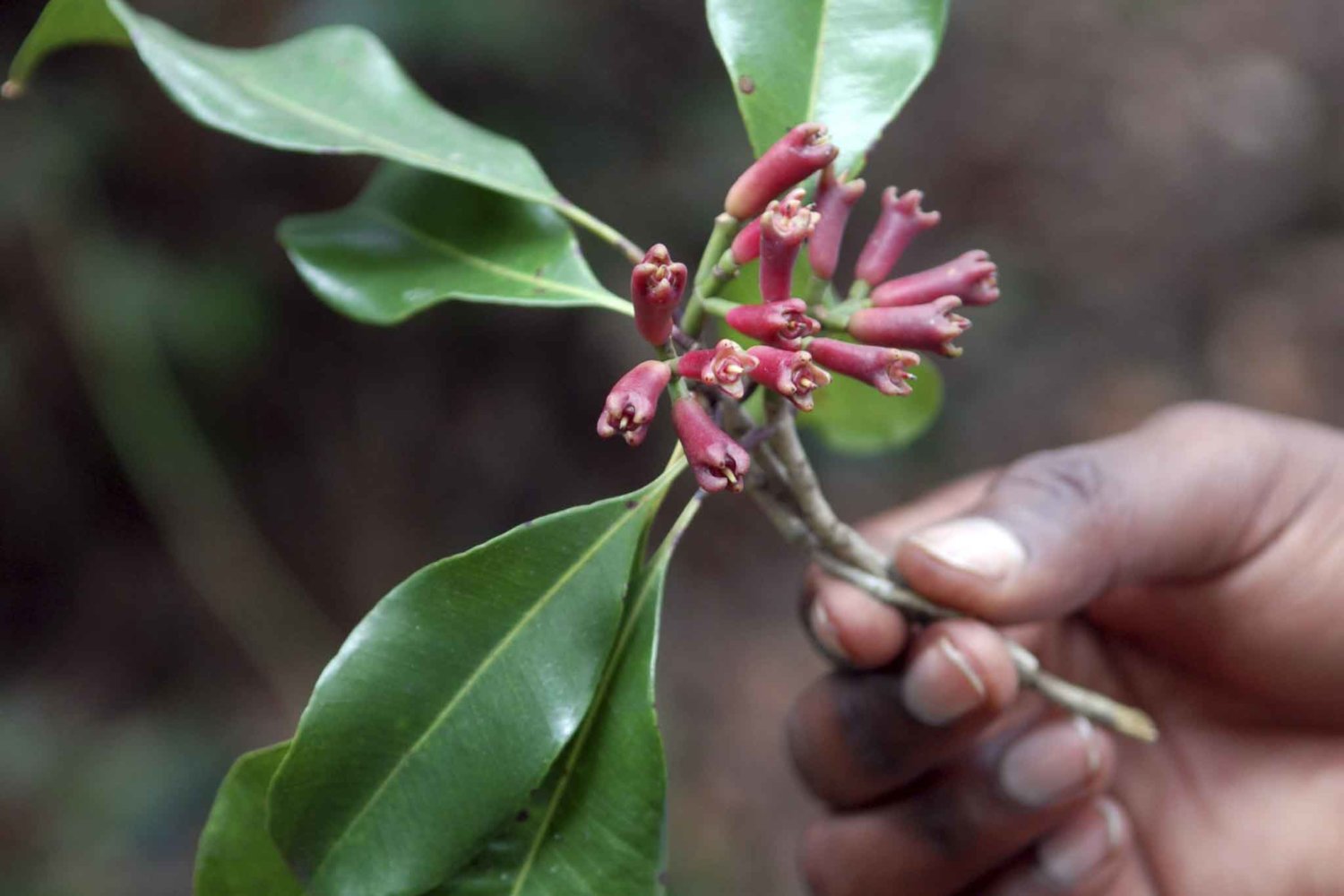 Zanzibar Spice Tour, Stone Town