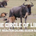 great migration calving season safari serengeti tanzania