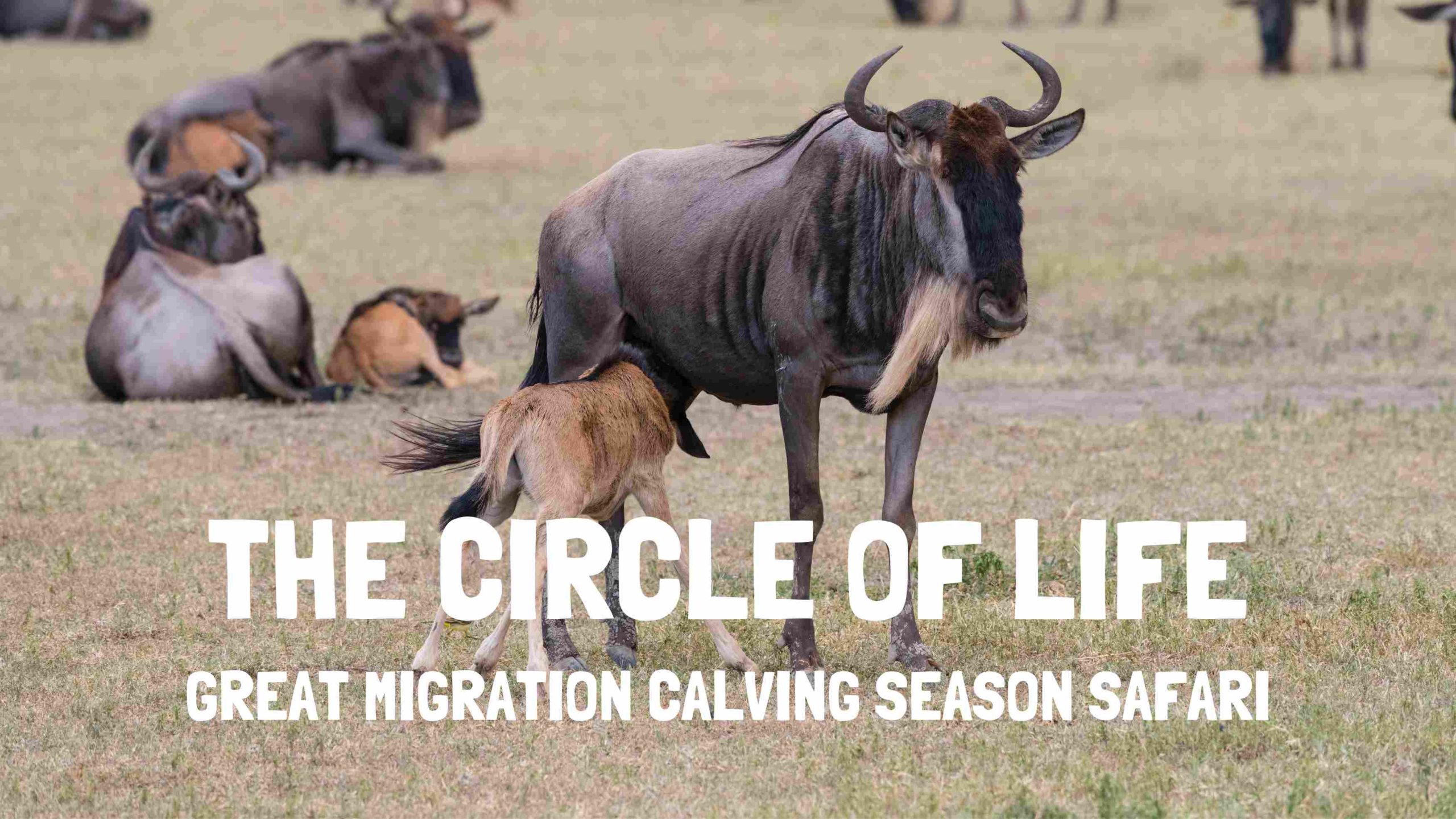 great migration calving season safari serengeti tanzania