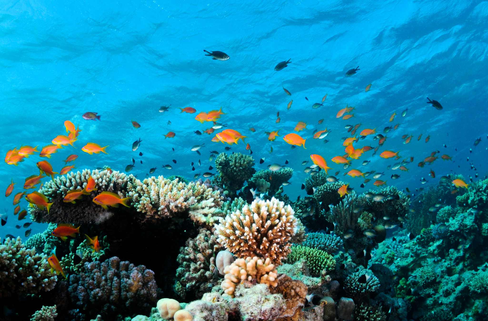 Mnemba Island Snorkling Tour Zanzibar Arusha Trips