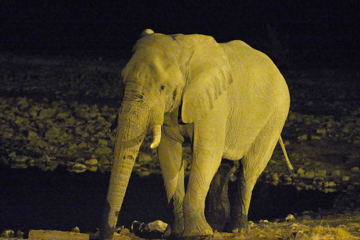 Night Game Drive Lake Manyara Tarangire Tanzania