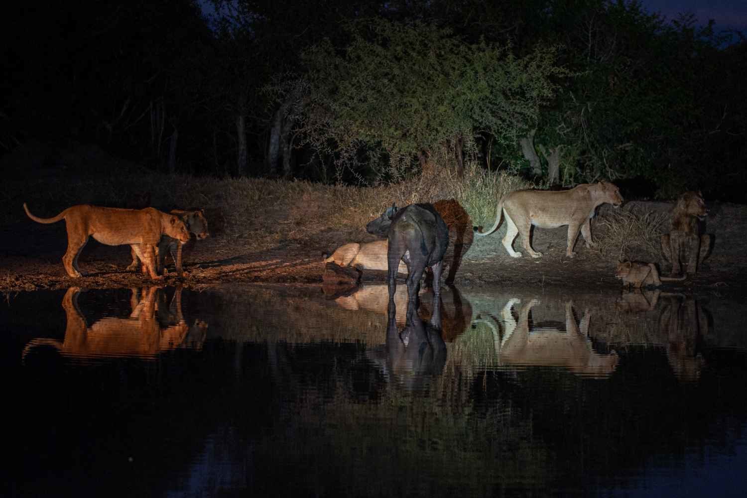 Night Game Drive Lake Manyara Tarangire Tanzania