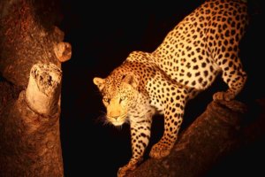 Night Game Drive Lake Manyara Tarangire Tanzania