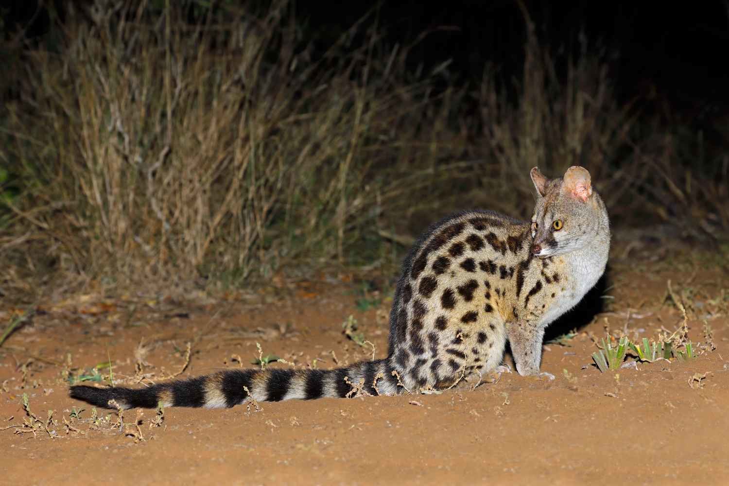 Night Game Drive Lake Manyara Tarangire Tanzania