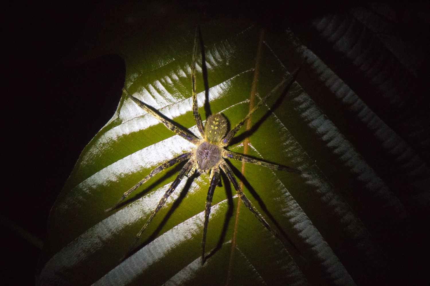 Night Game Drive Lake Manyara Tarangire Tanzania