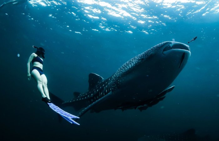 Whale Sharks Mafia Island, Tanzania