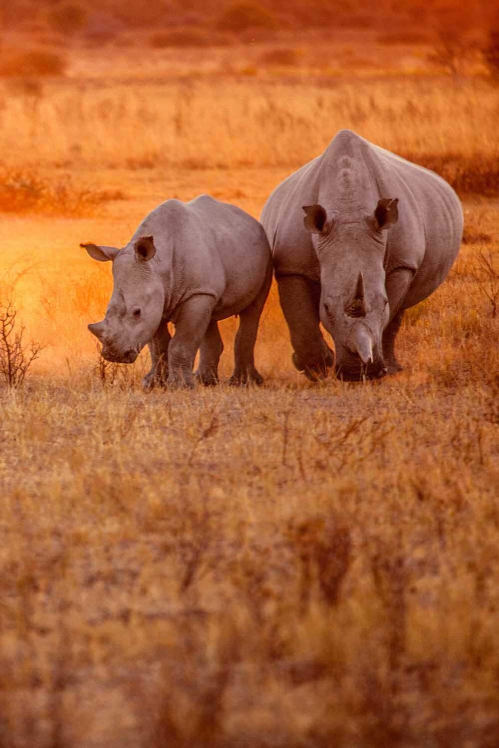 Rhino Ngorongoro Crater Tanzania