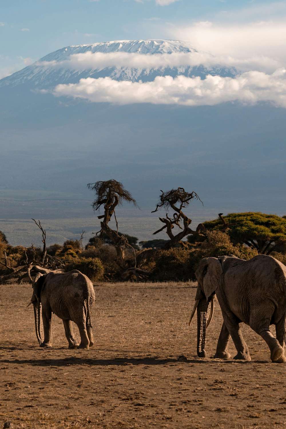 Kilimanjaro Day Hike Arusha Trips