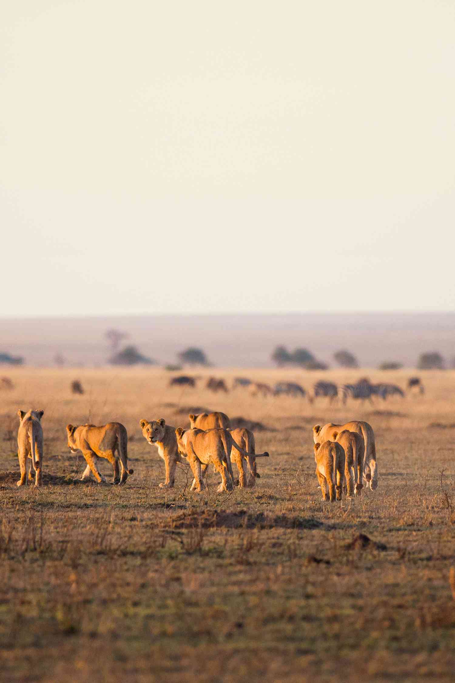 Lions in Serengeti