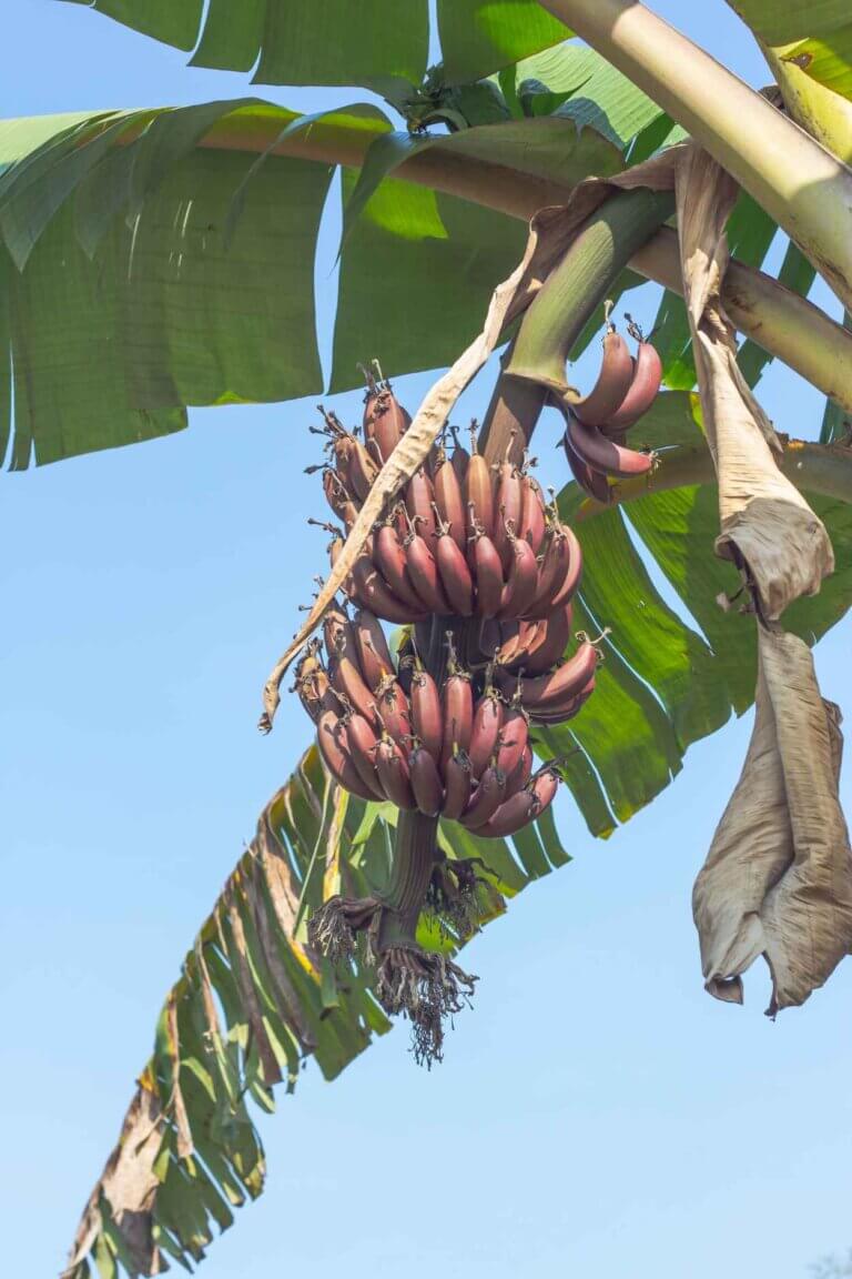 Mto wa Mbu Cultural Village Tour in Tanzania