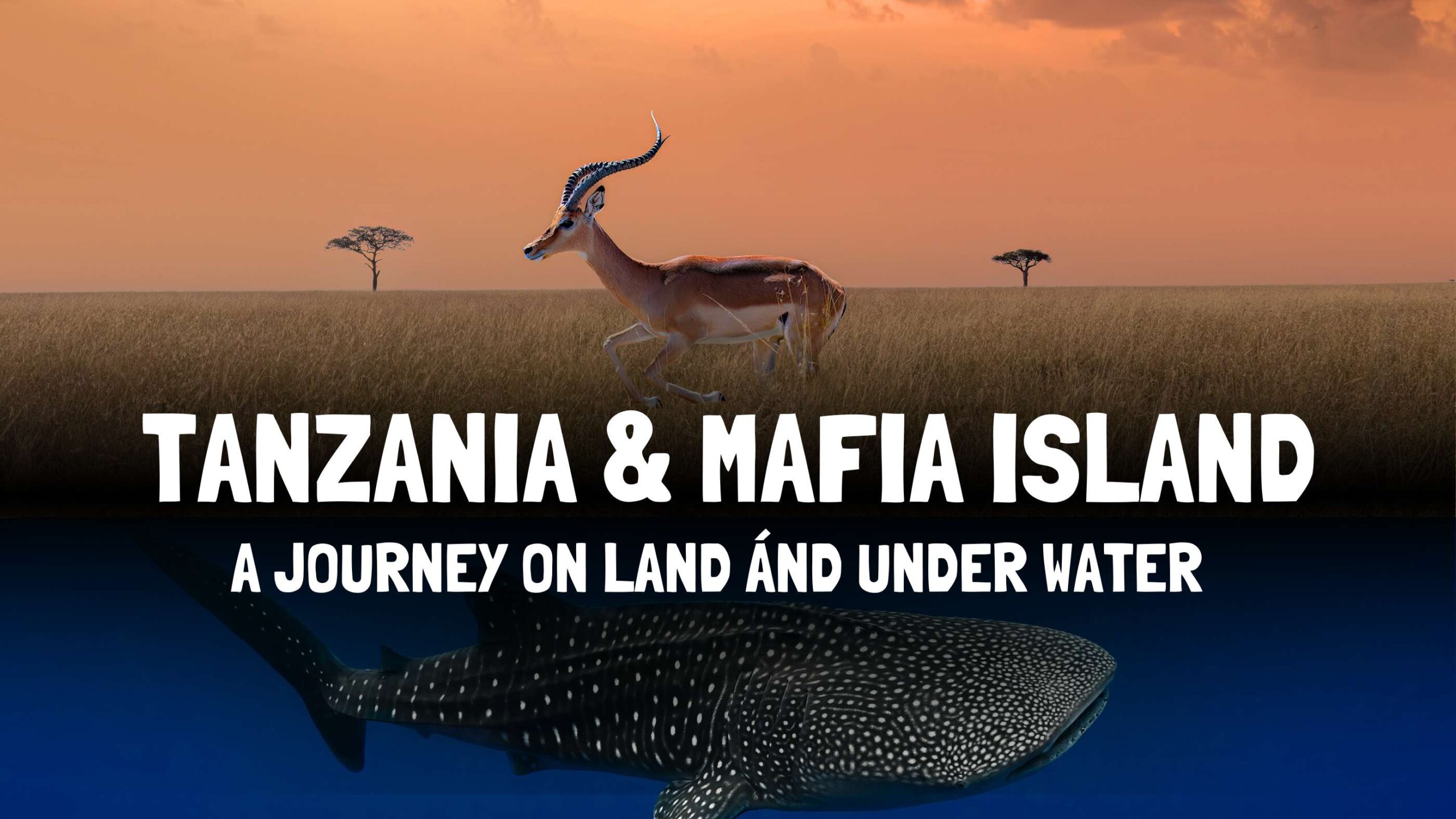 Safari Tanzania & Mafia Island Package