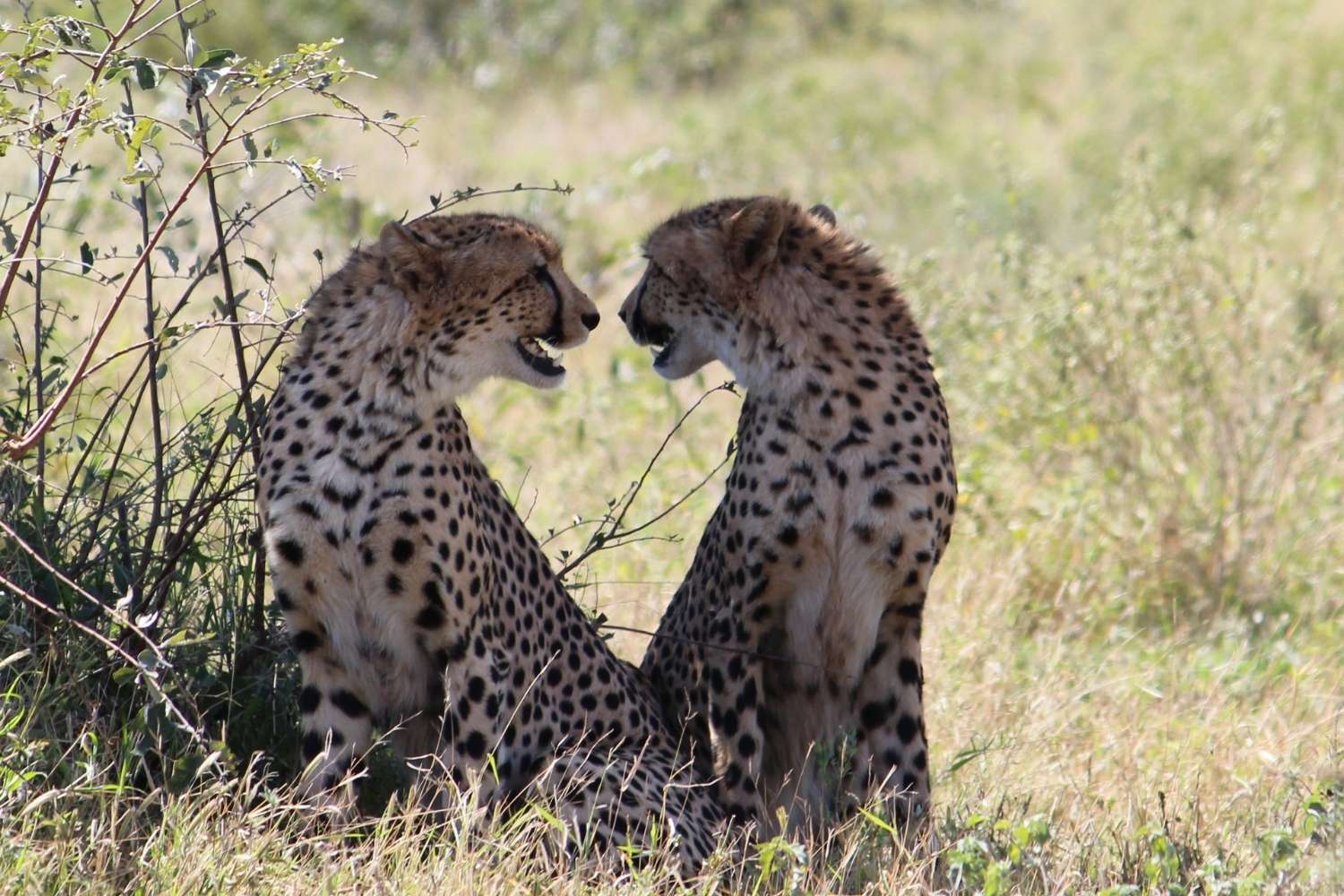 tanzania honeymoon
