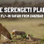 3 Day Fly-in Safari from Zanzibar