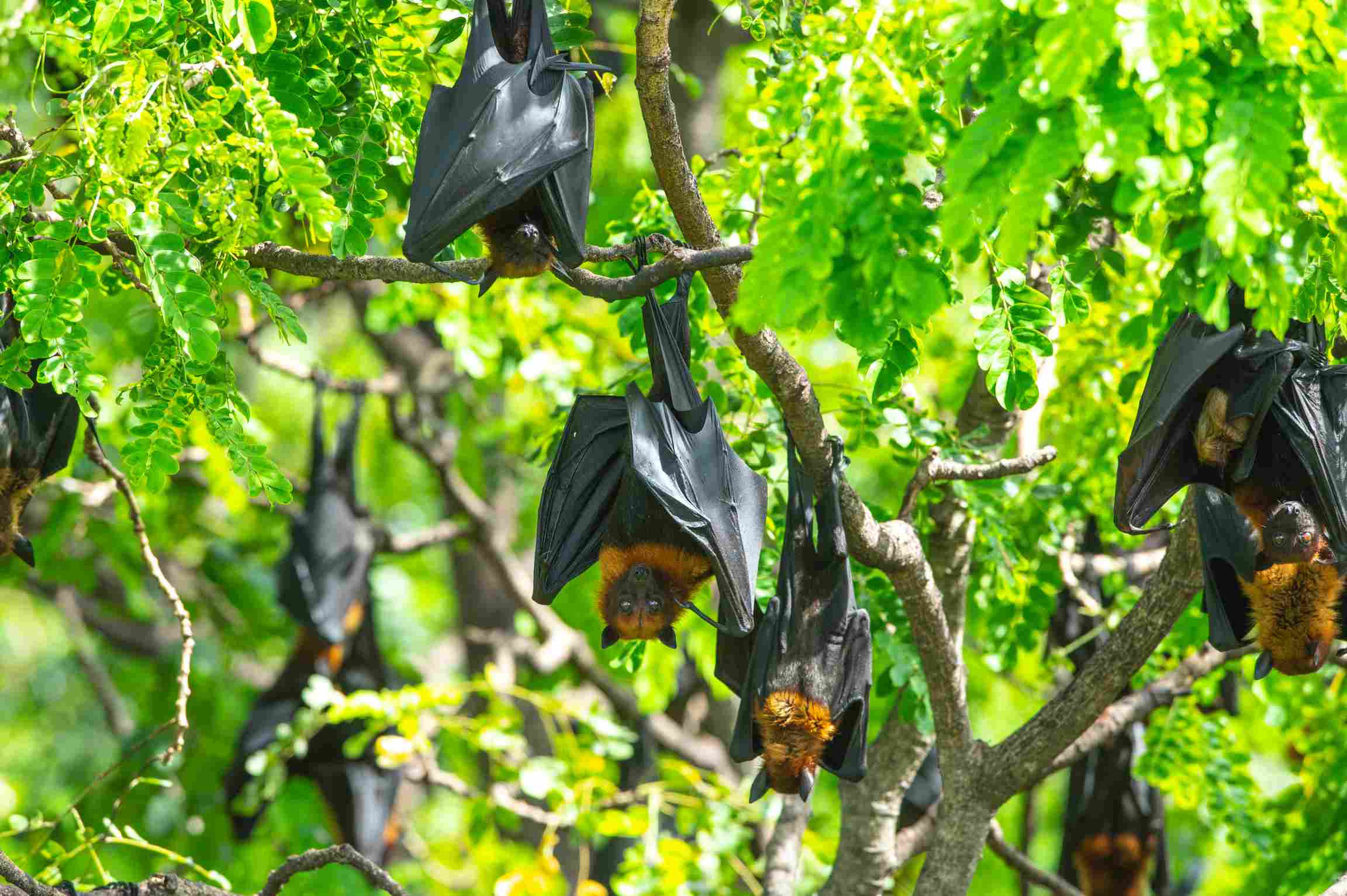 Chole Island Tour, Mafia Island, Tanzania