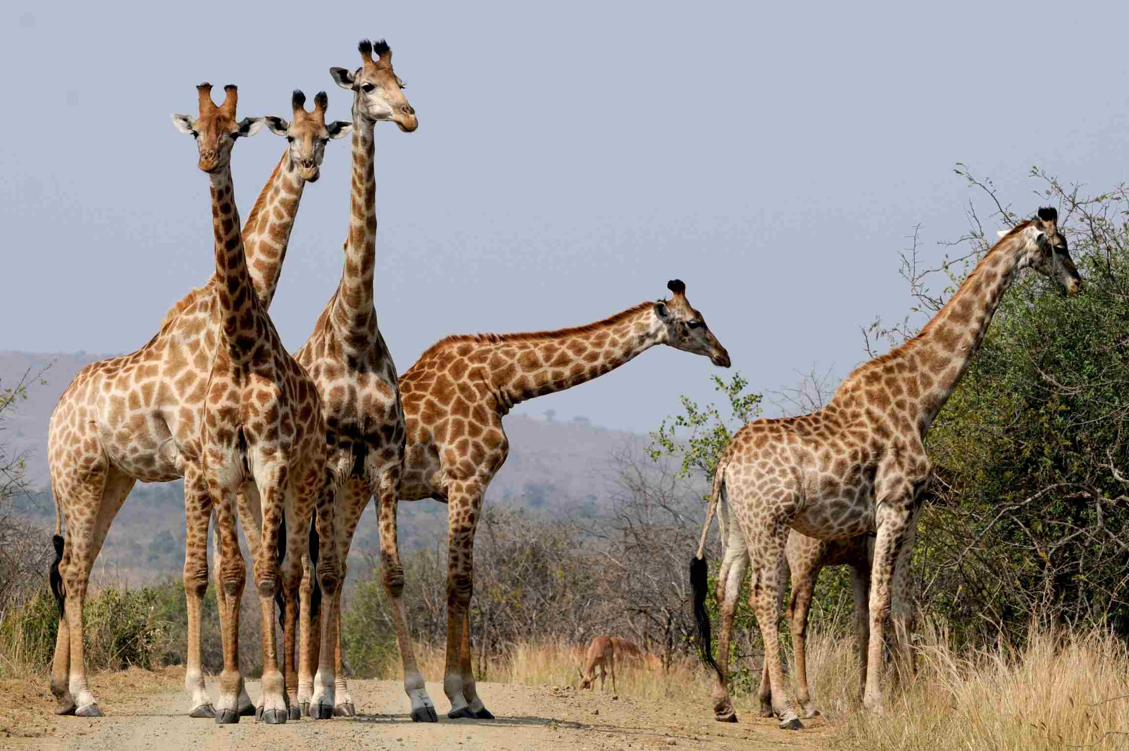 Walking Safari Tarangire National Park, Tanzania