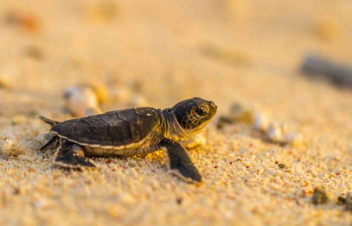 Hatching turtles Tour on Juani Island, Mafia Island, Tanzania