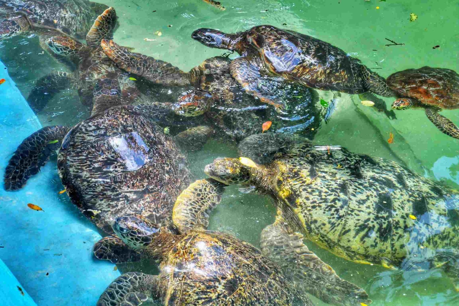 Nungwi Turtle Experience, Zanzibar, Tanzania