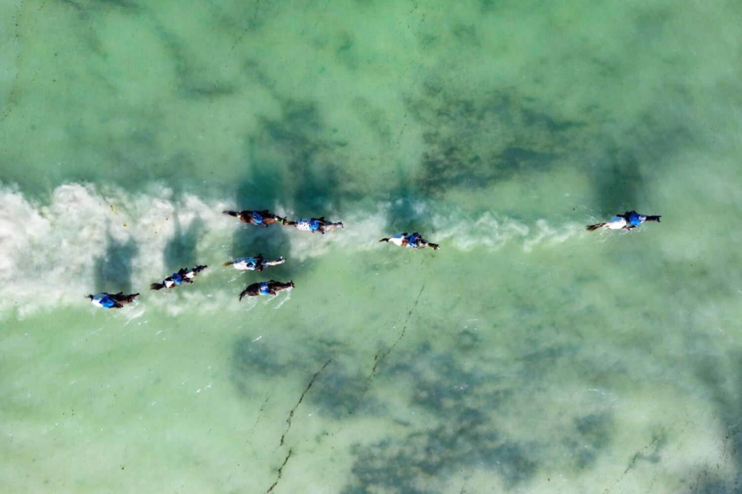 Swimming with Horses Zanzibar, Tanzania