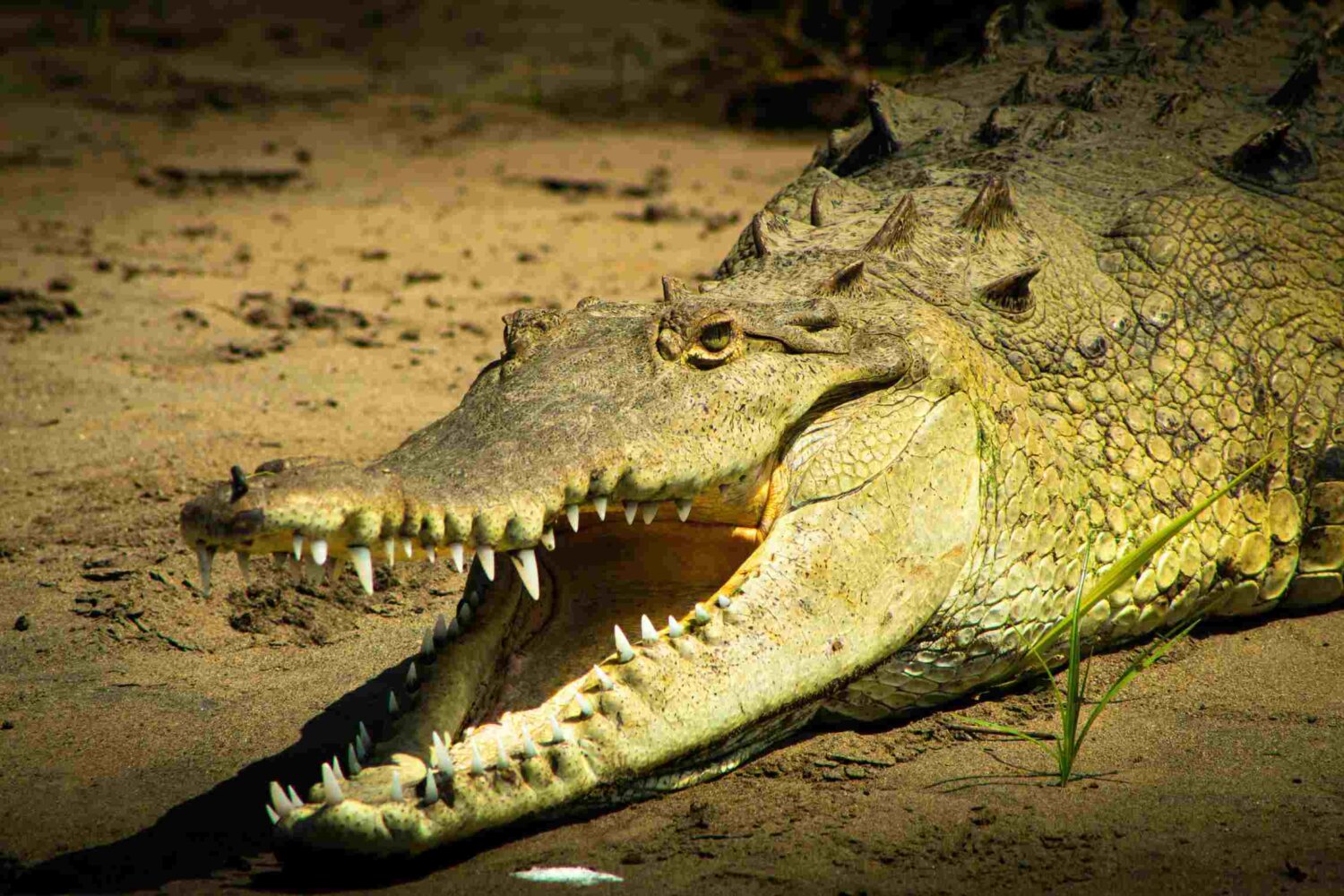 Meserani Snake Park, Tanzania