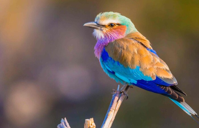 Tanzania in March
