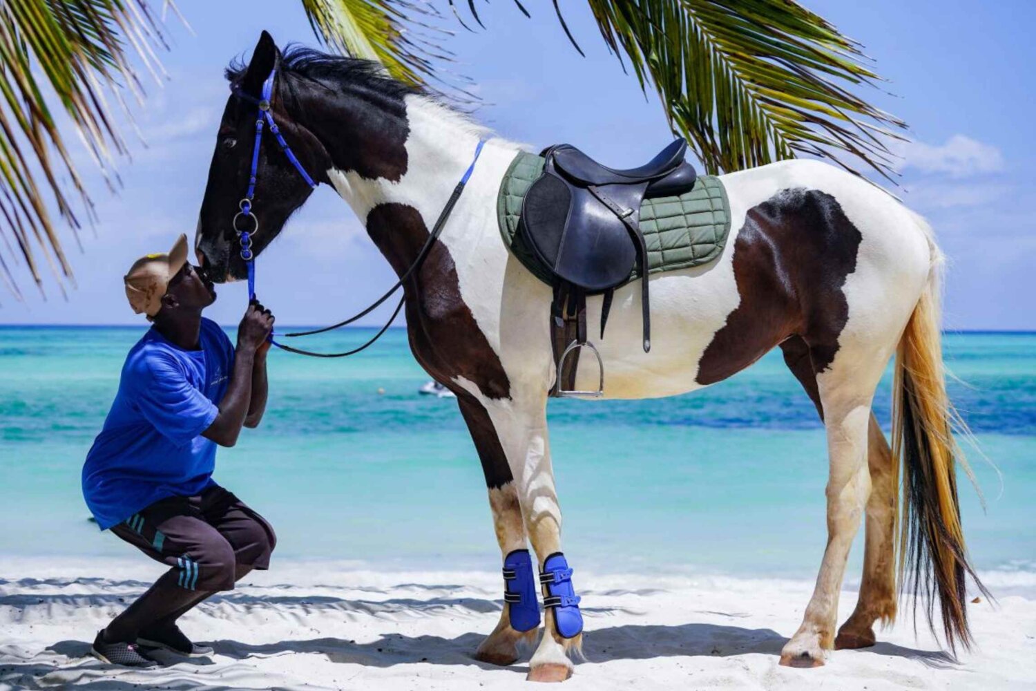 Swimming with Horses Zanzibar, Tanzania