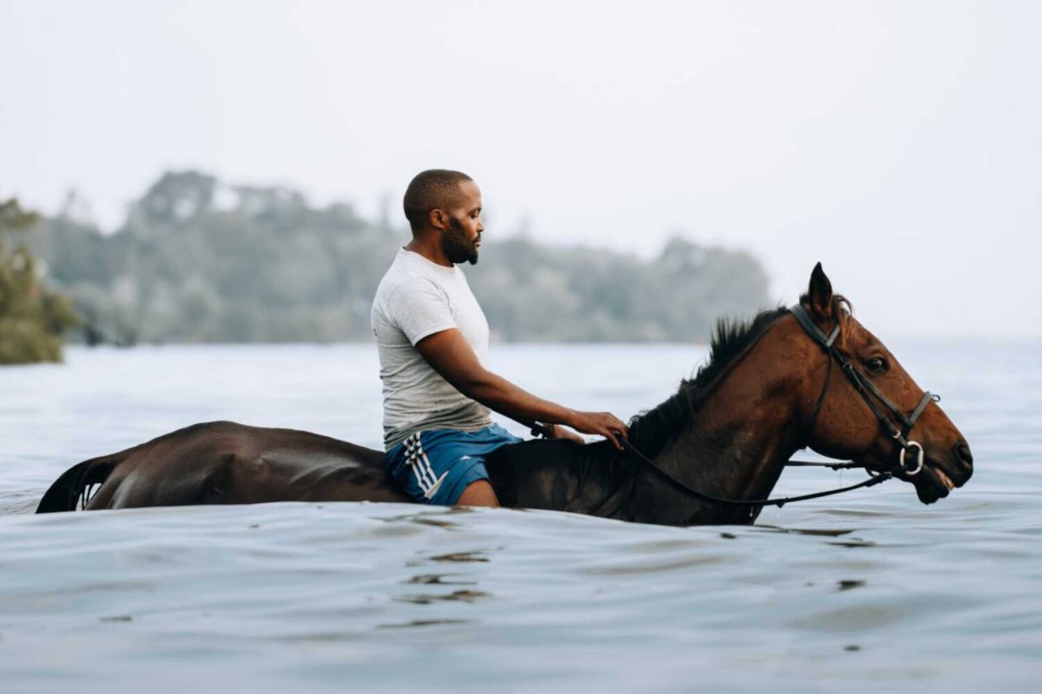 Swimming with Horses Zanzibar, Tanzania