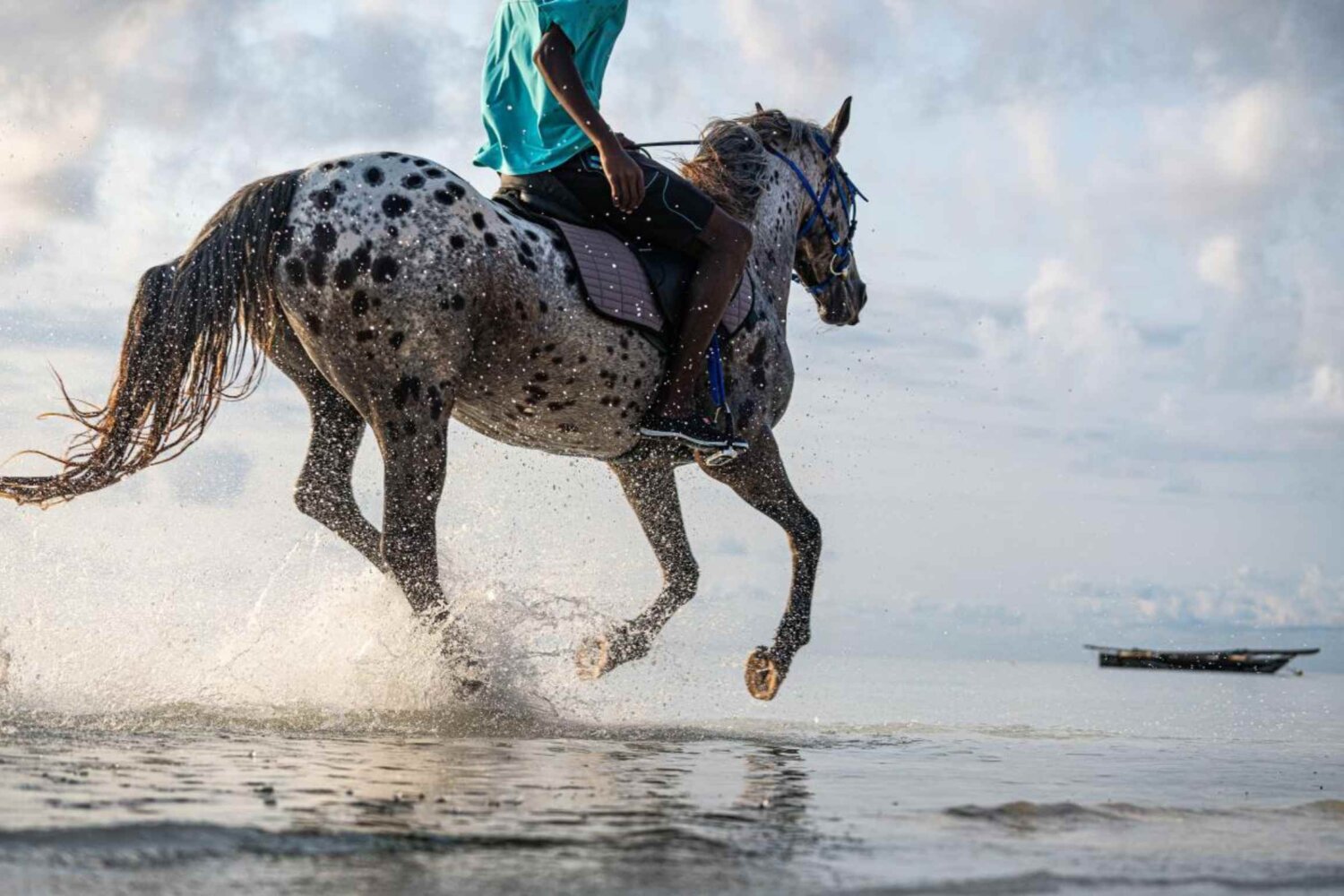 Swimming with Horses Zanzibar, Tanzania
