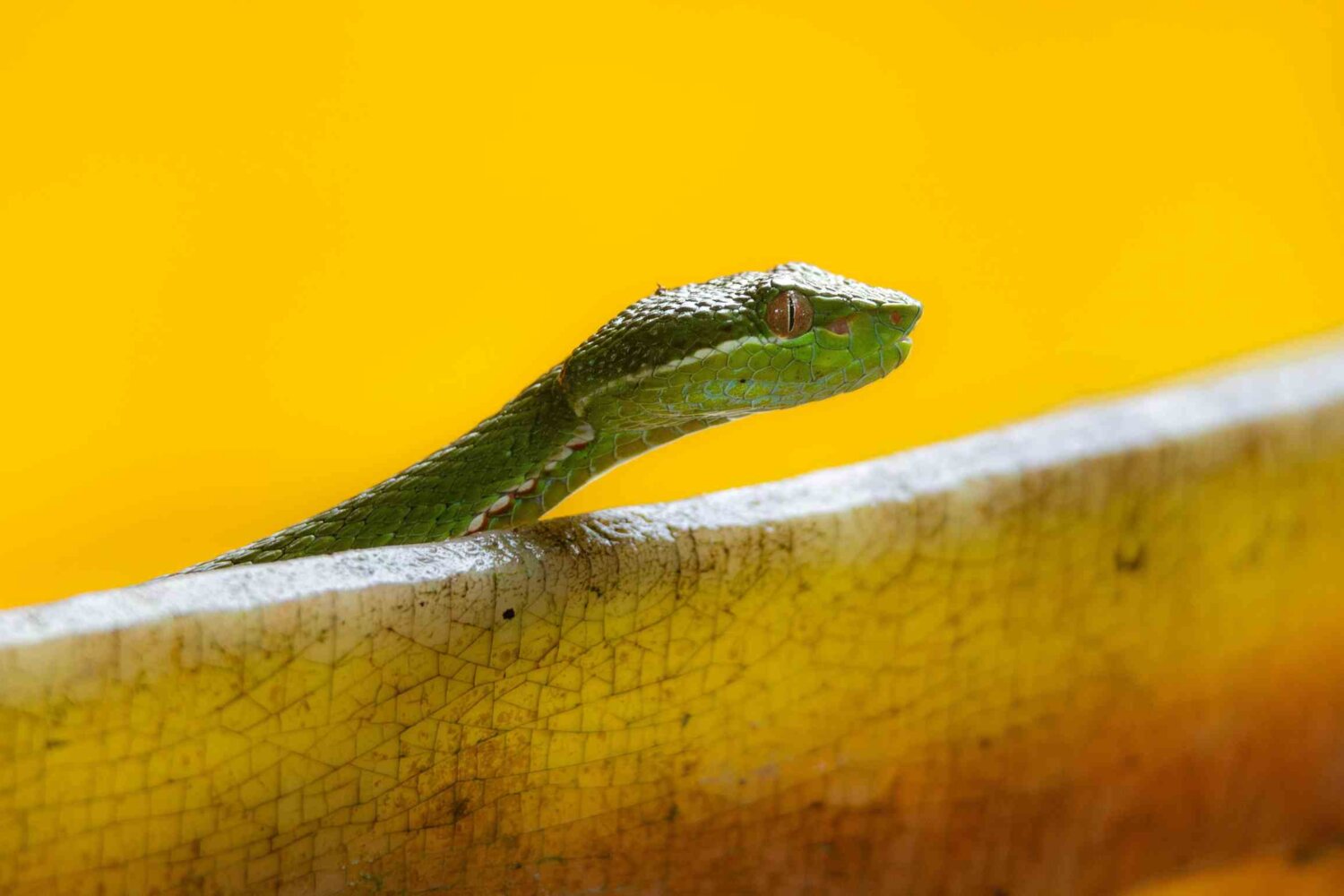 Meserani Snake Park, Tanzania