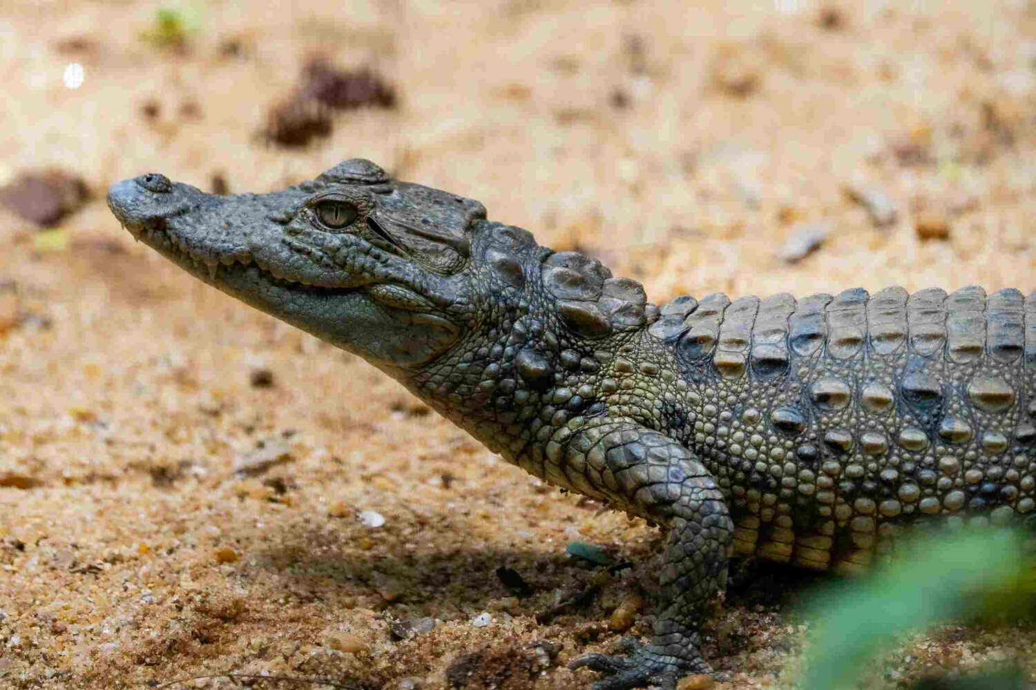 Meserani Snake Park, Tanzania