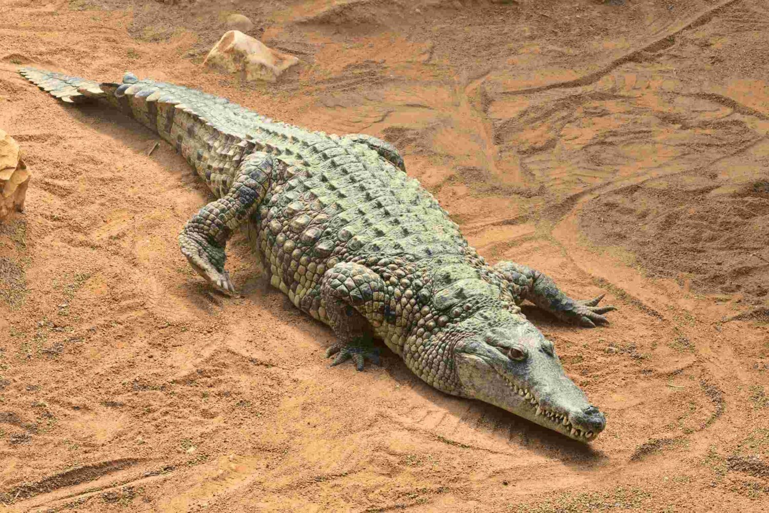 Meserani Snake Park, Tanzania