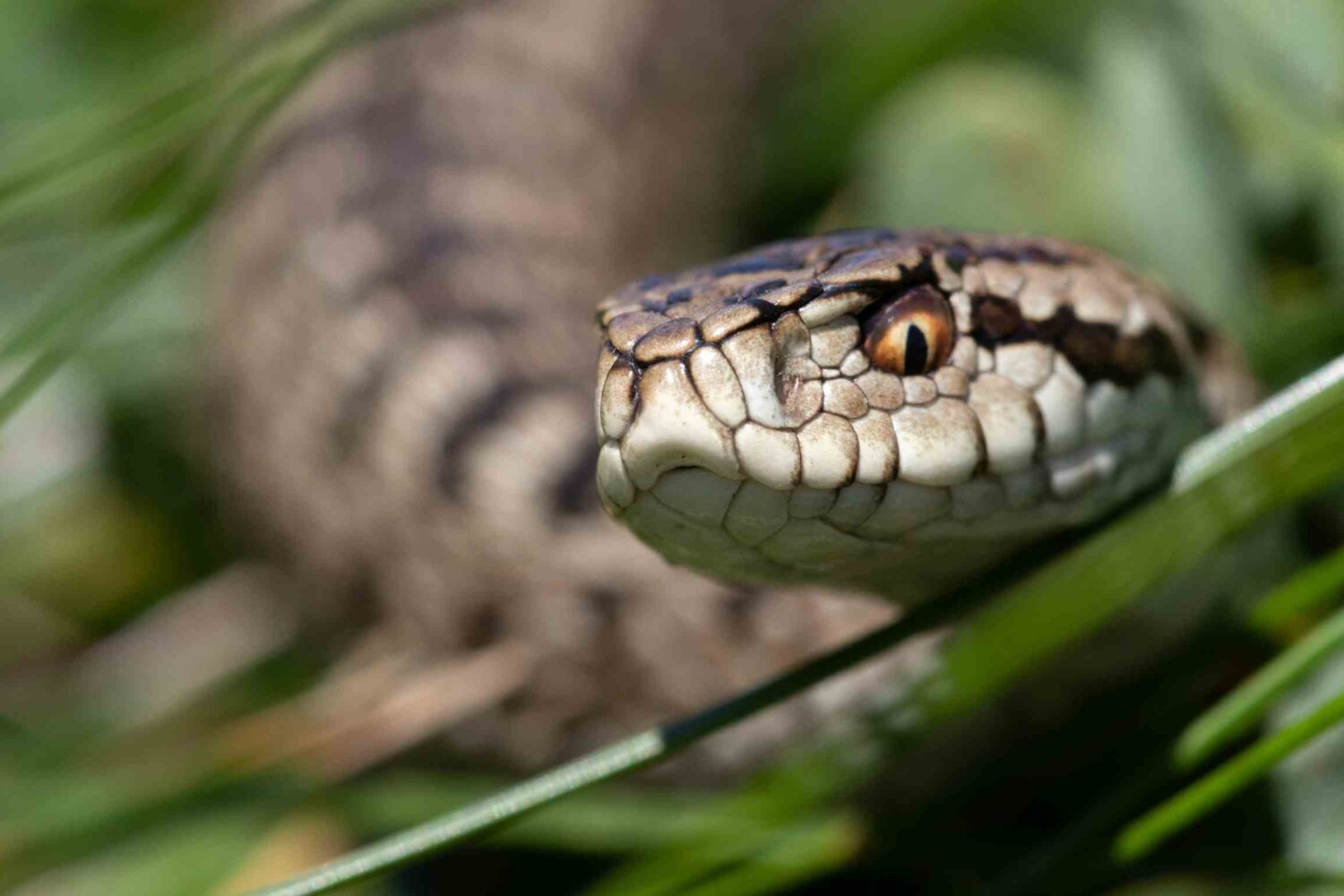 Meserani Snake Park, Tanzania