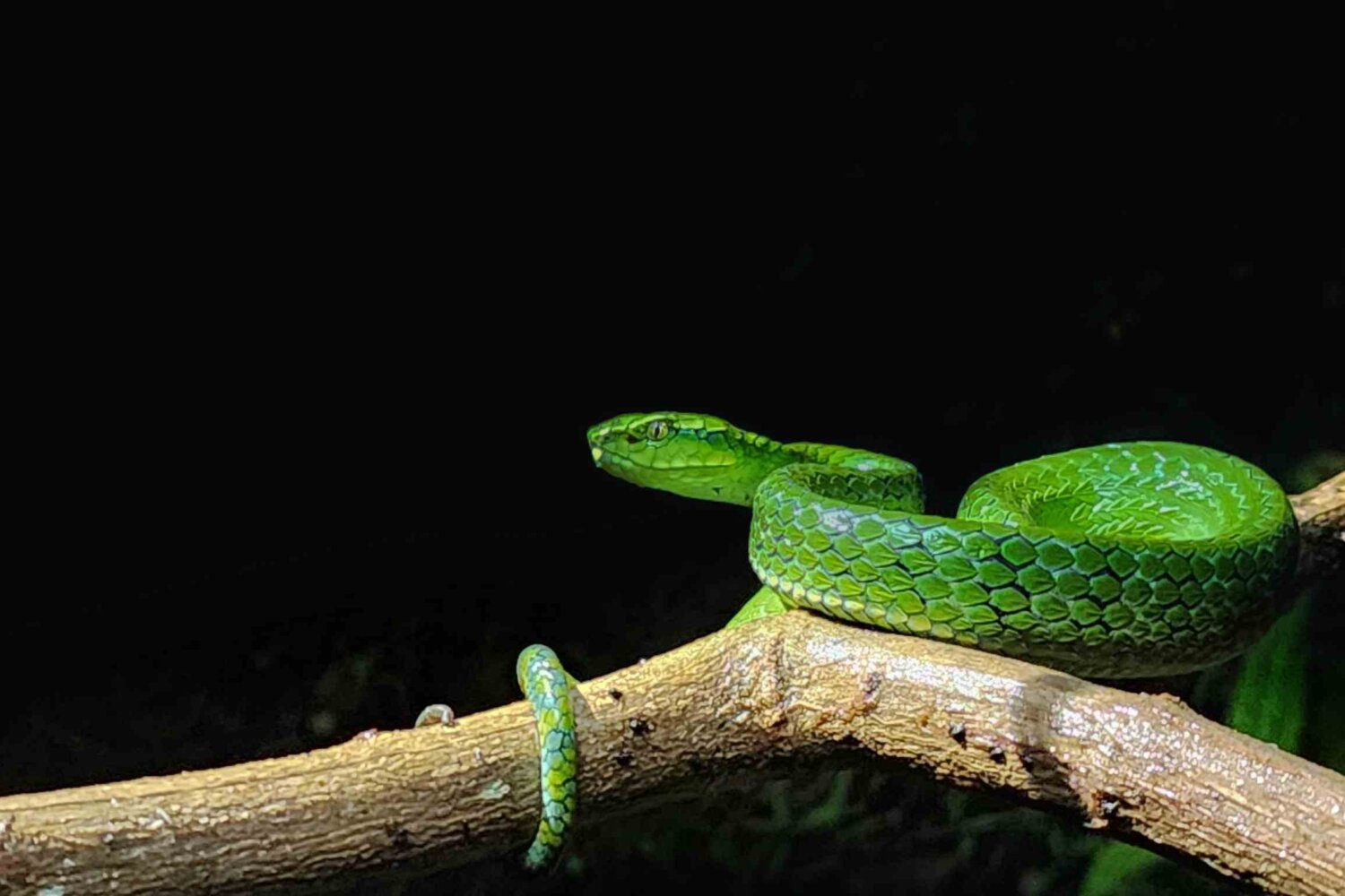 Meserani Snake Park, Tanzania