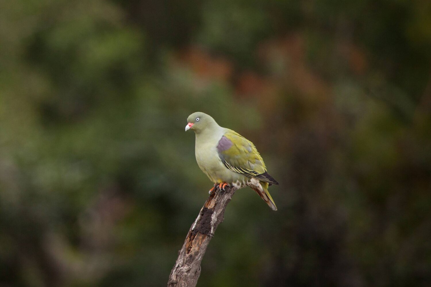 Ngezi Forest Reserve Tour Pemba Island, Tanzania