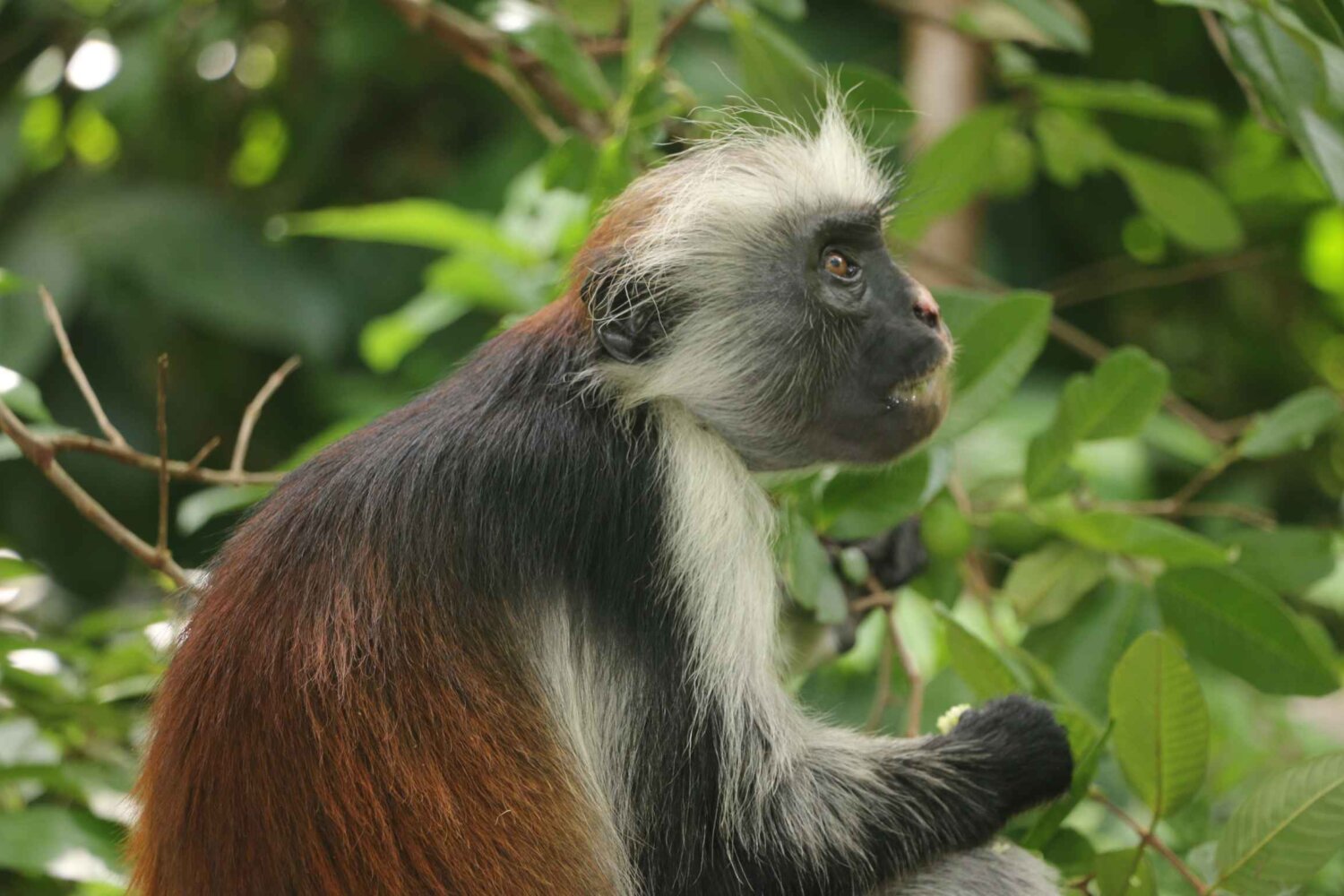 Ngezi Forest Reserve Tour Pemba Island, Tanzania