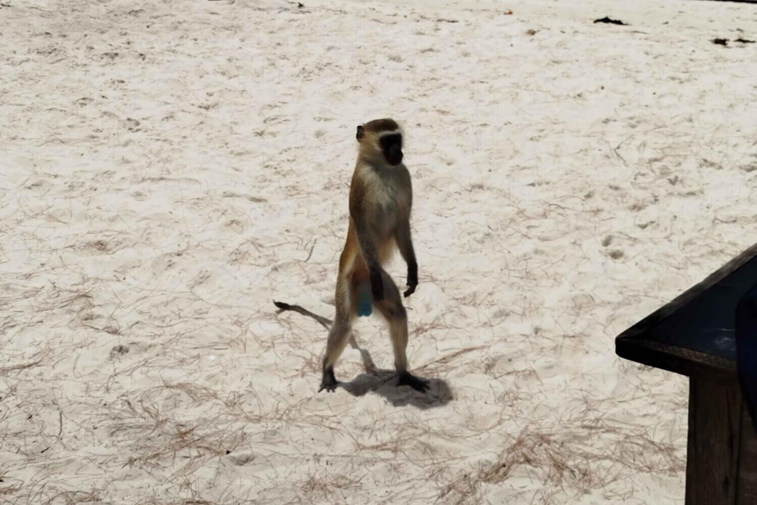 Misali Island, Tanzania